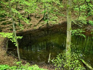 Soipot 2010-wiosna  w  rezerwacie "Łęg  nad  Swelinią"