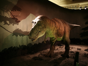 Tyranozaur w Muzeum Historii Naturalnej