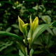 Wioska Longjing