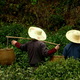 Wioska Longjing