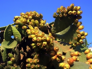 Gory dikte kaktus