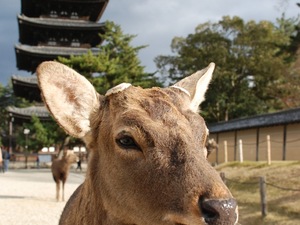 Nara, lakomstwo jest przeogromne, za kawalek sucharka Daniele pozuja do zdjec.