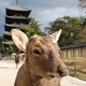 Nara, lakomstwo jest przeogromne, za kawalek sucharka Daniele pozuja do zdjec.