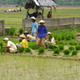 uśmiechnięci  rolnicy na ryżowisku