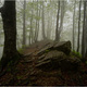 Sherwood 4