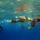 Snorkeling z żółwiami