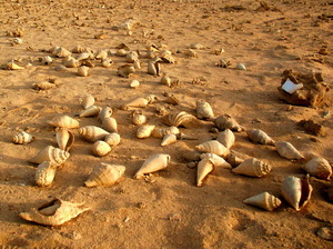 Muszle na plaży