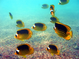 Ustniczki cesarskie stadko   striped   chaetodon fasciatus