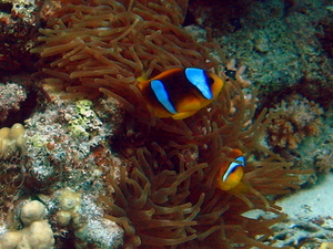 Blazenek dwupregi   clark  s anemonefish   amphiprion clarkii 