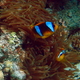 Blazenek dwupregi   clark  s anemonefish   amphiprion clarkii 