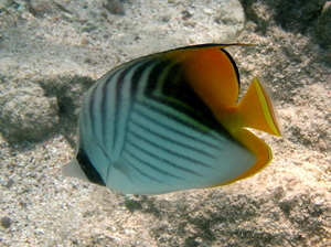 Chetonik pawik   threadfin butterflyfish   chaetodon auriga