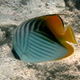 Chetonik pawik   threadfin butterflyfish   chaetodon auriga