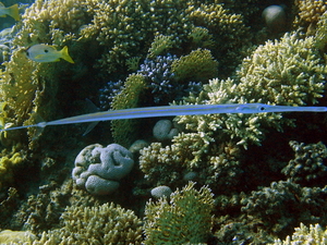 Fistulka   cornetfish   fistularia commersonii  