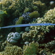Fistulka   cornetfish   fistularia commersonii  