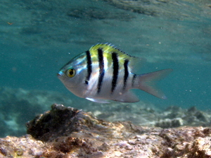 Garbik pasiasty   sergeant major   abudefduf saxatilis