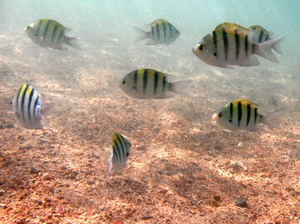 Garbiki pasiaste stadko   sergeant major   abudefduf saxatilis