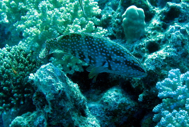 Graniec 2   grouper