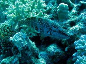 Graniec 2   grouper