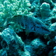 Graniec 2   grouper