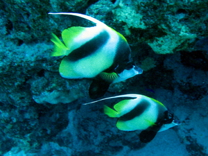 Motylki   heniochus intermedius parka   red sea bannerfish