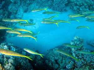 Mullides vanicolensis   yellowfin goatfish