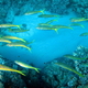 Mullides vanicolensis   yellowfin goatfish