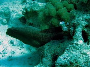 Murena szara   greyface moray eel   gymnothorax thyrsoideus 