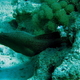 Murena szara   greyface moray eel   gymnothorax thyrsoideus 