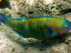 Papugoryba   pale bullethead parrotfish   chlorurus japanensis 