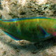 Papugoryba   pale bullethead parrotfish   chlorurus japanensis 