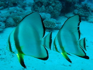 Plataks okraglopletwy   circular batfish  spadefish    platax 