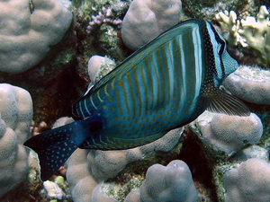 Pokolec   zebrasoma desjardinii   sailfin tang