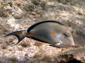 Pokolec arabski   arabian surgeonfish   acanthurus sohal  