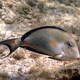 Pokolec arabski   arabian surgeonfish   acanthurus sohal  