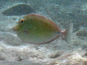 Pokolec zielony   naso unicornis   blue spine unicornfish