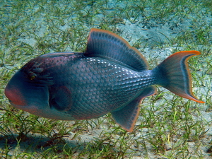 Rogatnica niebieska   blue triggerfish   xanthichthys auromarginatus