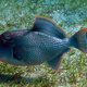 Rogatnica niebieska   blue triggerfish   xanthichthys auromarginatus