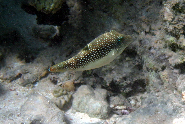 Rozdymka 2   arothron hispidus   whitespotted puffer