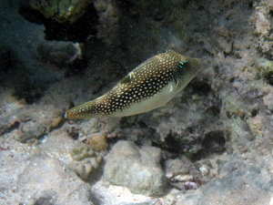 Rozdymka 2   arothron hispidus   whitespotted puffer