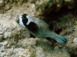 Rozdymka   arothron diadematus   masked puffer