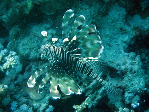 Skrzydlica pstra   pterois volitans