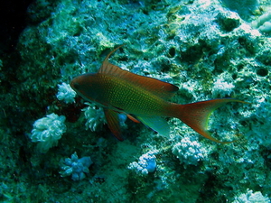 Strzepiel maly   pseudanthias squamipinnis