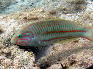 Thalassoma klunzingeri   klunzinger  s wrasse