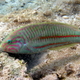 Thalassoma klunzingeri   klunzinger  s wrasse