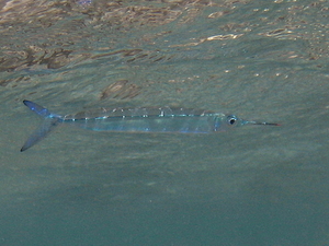 Tyrus   red sea needlefish   tylosorus