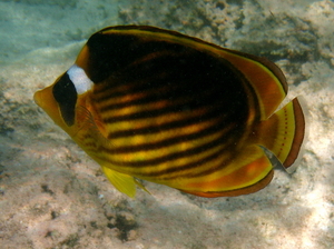 Ustniczek cesarski   striped butterflyfish   chaetodon fasciatus