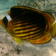 Ustniczek cesarski   striped butterflyfish   chaetodon fasciatus
