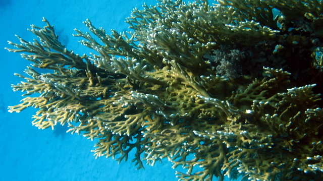 Hydroidy   millepora dichotoma   fire coral 2