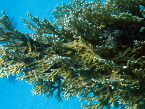 Hydroidy   millepora dichotoma   fire coral 2