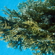Hydroidy   millepora dichotoma   fire coral 2